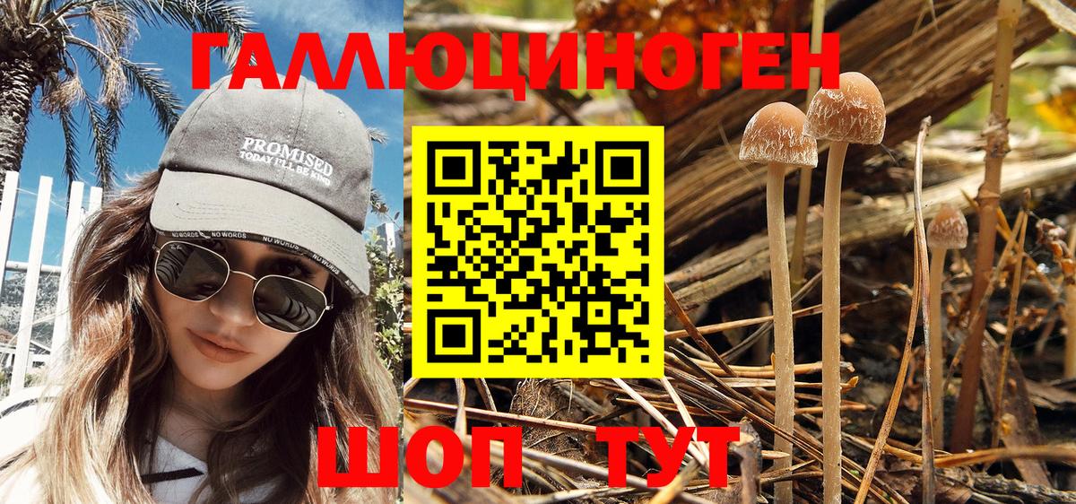 Псилоцибиновые грибы Psilocybe  Вход с VPN  купить закладку  Таганрог 